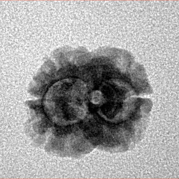 2 Mukhi Rudraksha 15.4mm 1.06gm - Inverse xray