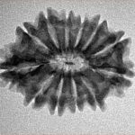 12 Mukhi Rudraksha 25.2mm 2.72gm - Inverse xray