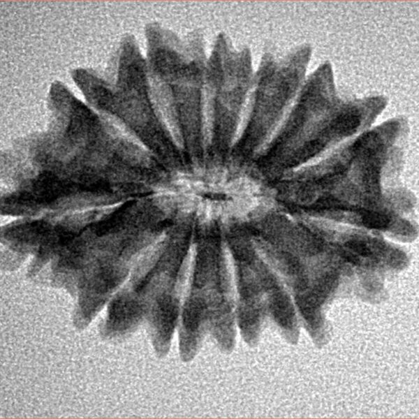 12 Mukhi Rudraksha 25.2mm 2.72gm - Inverse xray