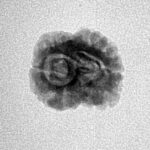 2 Mukhi Rudraksha 20.8mm 1.3gm - Inverse xray