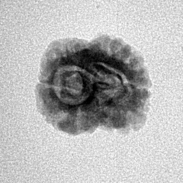 2 Mukhi Rudraksha 20.8mm 1.3gm - Inverse xray