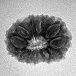 15 Mukhi Rudraksha 20.8mm 2.4gm - Inverse xray