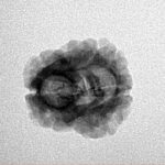 2 Mukhi Rudraksha 24.1mm 1.78gm - Inverse xray