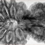 14 Mukhi Garbh Gauri 44.8mm 10.75gm - Inverse xray