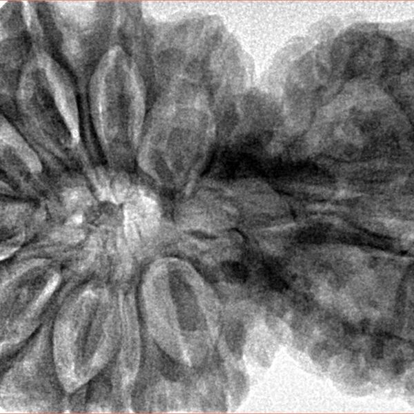 14 Mukhi Garbh Gauri 44.8mm 10.75gm - Inverse xray