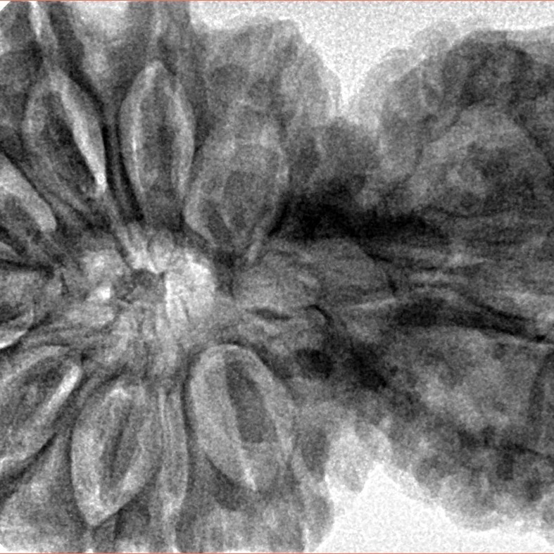 14 Mukhi Garbh Gauri 44.8mm 10.75gm - Inverse xray