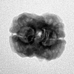 2 Mukhi Rudraksha 25.4mm 2gm - Inverse xray