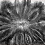 11 Mukhi Rudraksha 38.6mm 11.94gm - Inverse xray