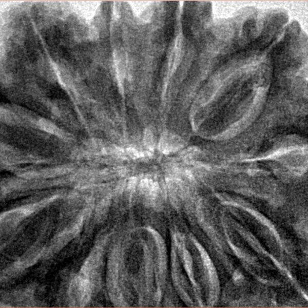 11 Mukhi Rudraksha 38.6mm 11.94gm - Inverse xray