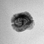 2 Mukhi Rudraksha 20.4mm 1.06gm - Inverse xray