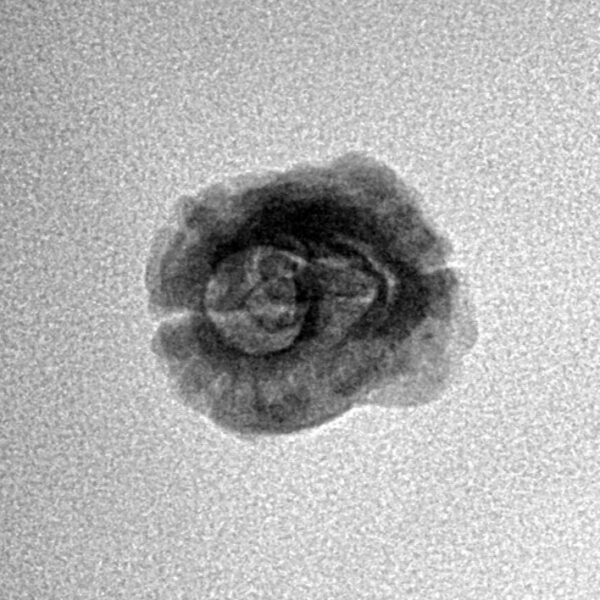 2 Mukhi Rudraksha 20.4mm 1.06gm - Inverse xray