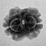 2 Mukhi Rudraksha 15.4mm 1.24gm - Inverse xray