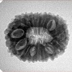 16 Mukhi Rudraksha 23mm 3.09gm - Inverse xray