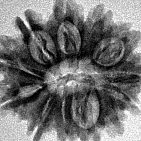 12 Mukhi Rudraksha 22.6mm 2.69gm - Inverse xray