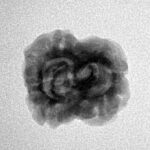 2 Mukhi Rudraksha 21.9mm 1.85gm - Inverse xray