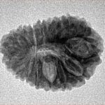 16 Mukhi Rudraksha 21.2mm 2.31gm - Inverse xray