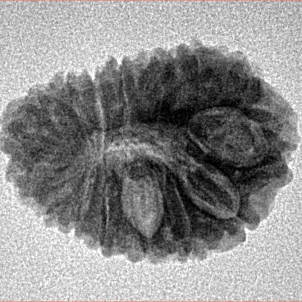 16 Mukhi Rudraksha 21.2mm 2.31gm - Inverse xray
