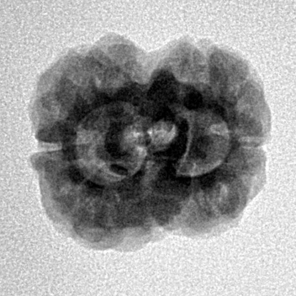 2 Mukhi Rudraksha 23.8mm 2.79gm - Inverse xray