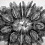 11 Mukhi Rudraksha 32.4mm 6.33gm - Inverse xray