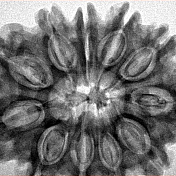 11 Mukhi Rudraksha 32.4mm 6.33gm - Inverse xray