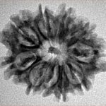 10 Mukhi Rudraksha 25.9mm 3.21gm - Inverse xray