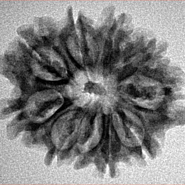 10 Mukhi Rudraksha 25.9mm 3.21gm - Inverse xray