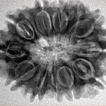 12 Mukhi Rudraksha 29.2mm 5.2gm - Inverse xray