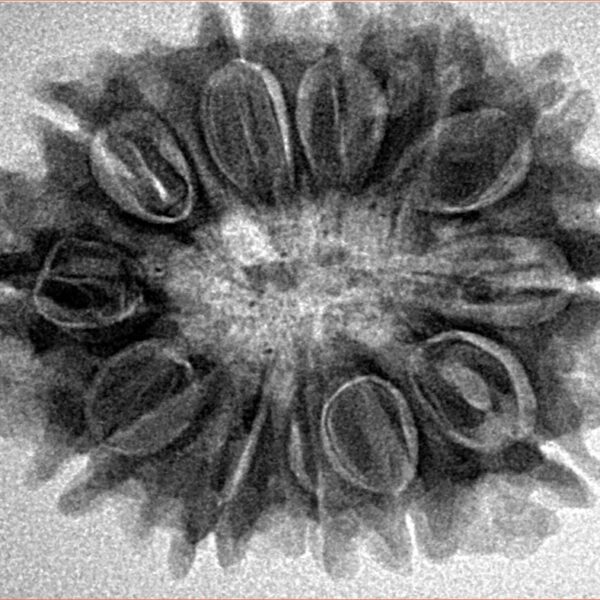 12 Mukhi Rudraksha 29.2mm 5.2gm - Inverse xray