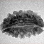 2 Mukhi Moon Shape 26mm 2.72gm - Inverse xray