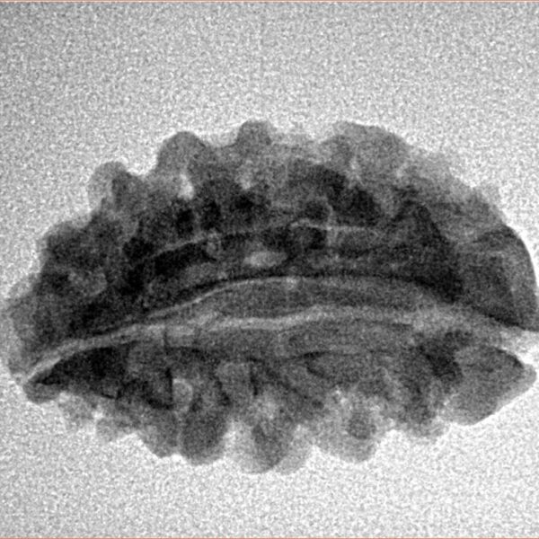 2 Mukhi Moon Shape 26mm 2.72gm - Inverse xray