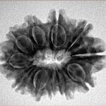 11 Mukhi Rudraksha 26.6mm 4.23gm - Inverse xray