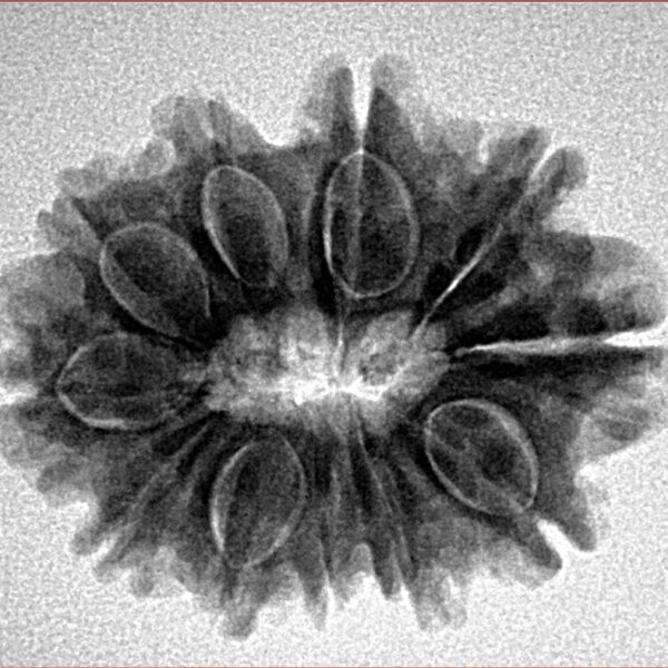 11 Mukhi Rudraksha 26.6mm 4.23gm - Inverse xray