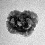 2 Mukhi Rudraksha 22.2mm 2gm - Inverse xray