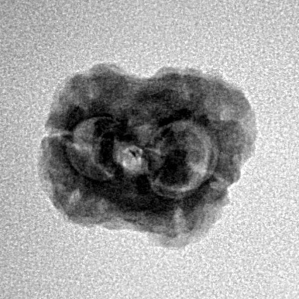 2 Mukhi Rudraksha 22.2mm 2gm - Inverse xray