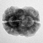 2 Mukhi Rudraksha 25mm 2.44gm - Inverse xray