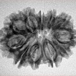 11 Mukhi Rudraksha 27mm 3.14gm - Inverse xray