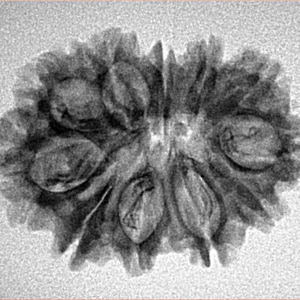 11 Mukhi Rudraksha 27mm 3.14gm - Inverse xray