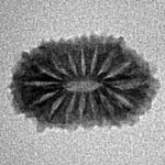 16 Mukhi Rudraksha 15.9mm 0.84gm - Inverse xray