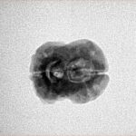 2 Mukhi Rudraksha 20.2mm 1.62gm - Inverse xray