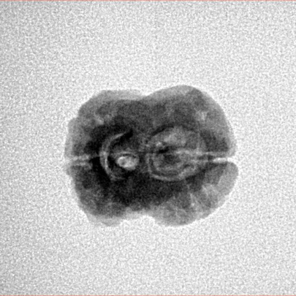 2 Mukhi Rudraksha 20.2mm 1.62gm - Inverse xray