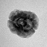 2 Mukhi Rudraksha 22.1mm 1.81gm - Inverse xray