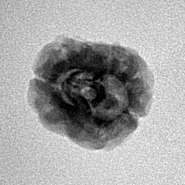 2 Mukhi Rudraksha 22.1mm 1.81gm - Inverse xray