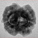 2 Mukhi Rudraksha 16.1mm 1.48gm - Inverse xray