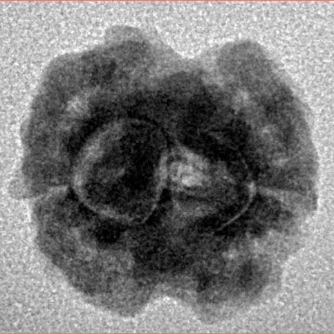 2 Mukhi Rudraksha 16.1mm 1.48gm - Inverse xray