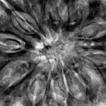 12 Mukhi Rudraksha 34.7mm 9.13gm - Inverse xray