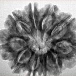 10 Mukhi Rudraksha 28.4mm 5.58gm - Inverse xray