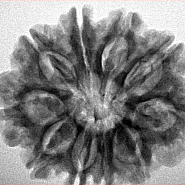 10 Mukhi Rudraksha 28.4mm 5.58gm - Inverse xray