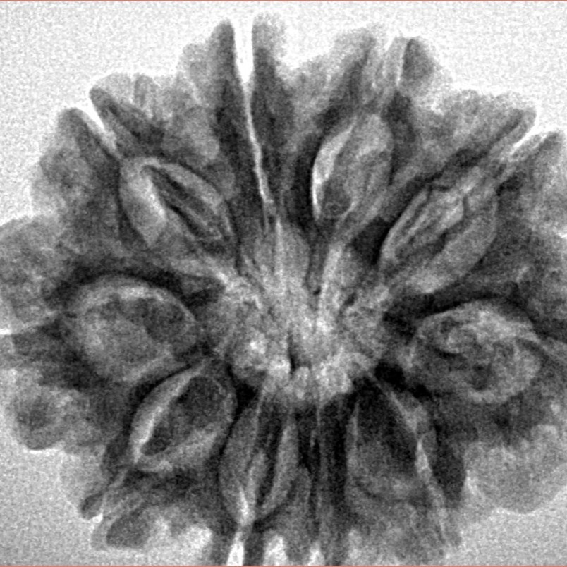 10 Mukhi Rudraksha 28.4mm 5.58gm - Inverse xray