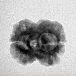 2 Mukhi Rudraksha 23.3mm 2gm - Origin: Nepal - Inverse xray