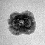 2 Mukhi Rudraksha 22.2mm 1.77gm - Inverse xray